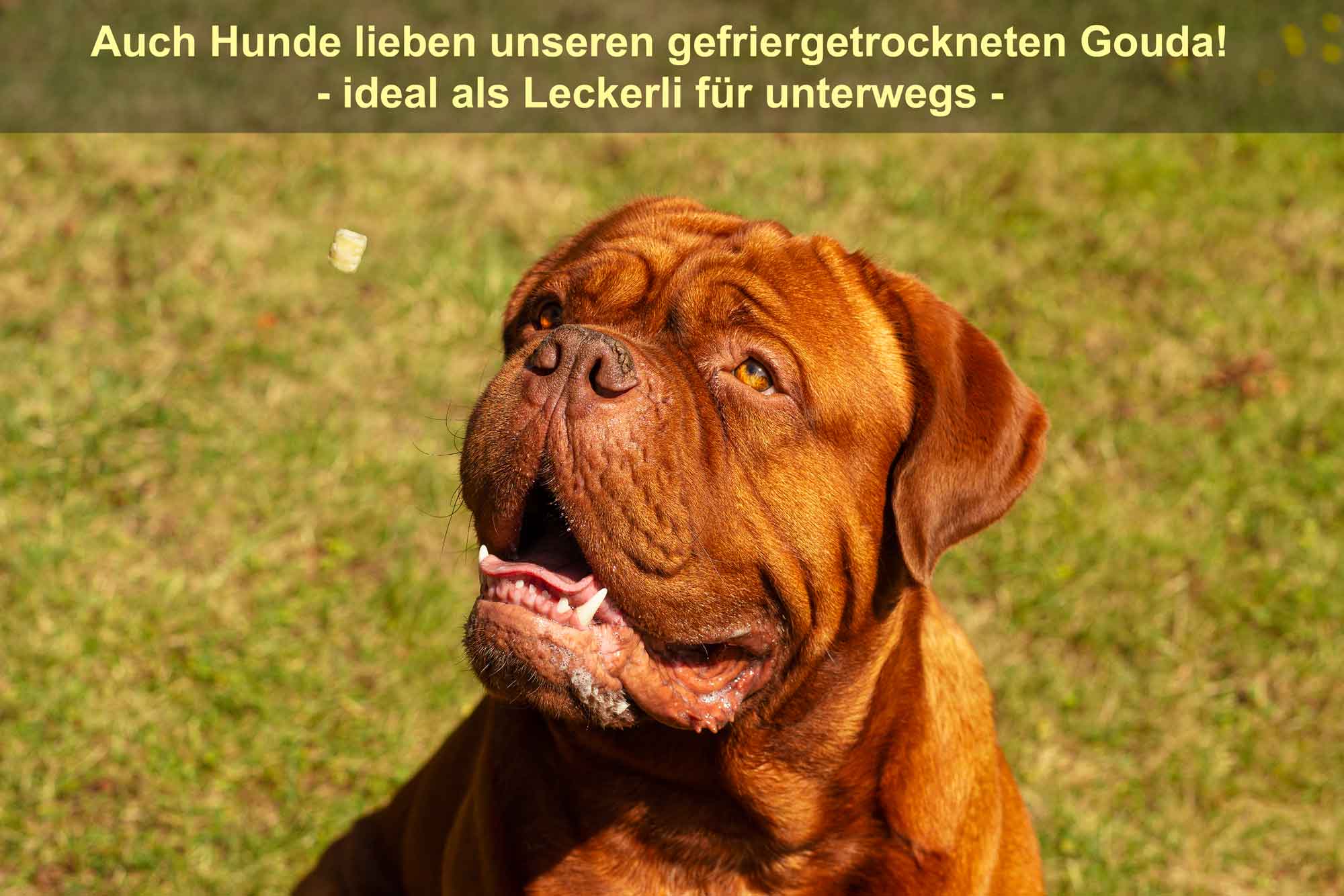 Crunchy Gouda - Gefriergetrockneter Gouda 100 g Beutel